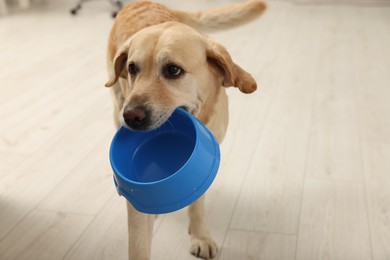 Photo of Cute hungry Labrador Retriever carrying empty feeding bowl indoors