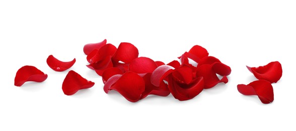 Photo of Fresh red rose petals on white background