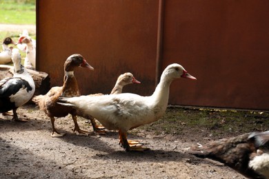 Photo of Flock of beautiful domesticated ducks in farmyard