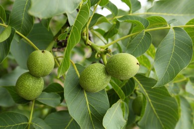 Green unripe walnuts on tree branch, closeup