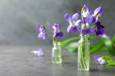 Photo of Beautiful wood violets on grey table, space for text. Spring flowers