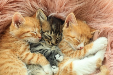 Photo of Cute little kittens sleeping on pink furry blanket, closeup