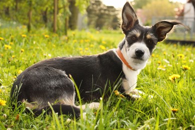 Photo of Cute dog with leash lying on green grass in park