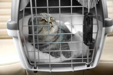 Cute Scottish fold cat inside pet carrier in car