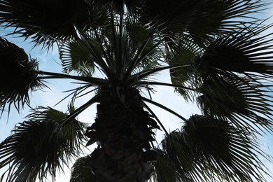 Photo of Beautiful palm with green leaves against blue sky, low angle view. Tropical tree