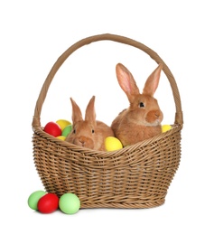 Adorable furry Easter bunnies in wicker basket with dyed eggs on white background