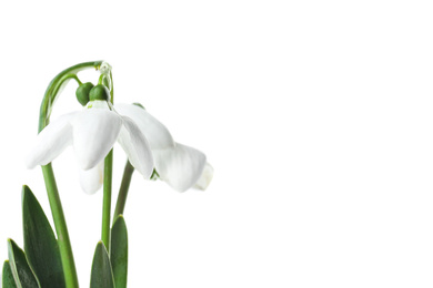 Beautiful snowdrop flowers isolated on white. Springtime