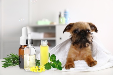 Aromatherapy for animals. Essential oils and Brussels Griffon dog on table