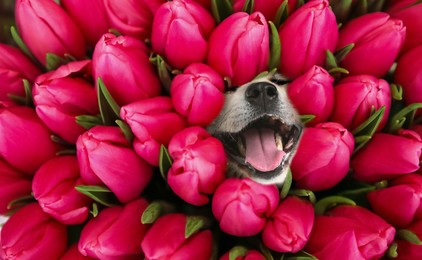 Cute Akita Inu surrounded by beautiful tulips. Spring mood