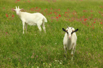 Photo of Beautiful goats in green field. Animal husbandry