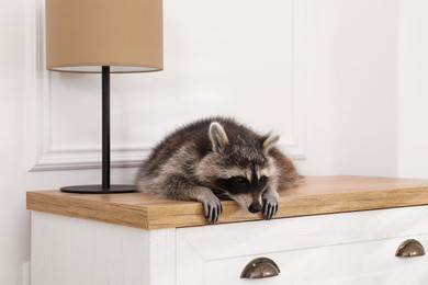 Cute raccoon lying on chest of drawers indoors