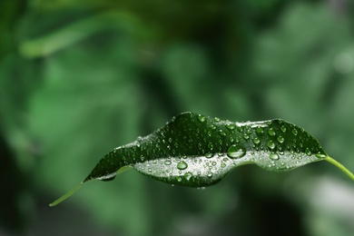 Photo of Beautiful green leaf with dew drops on blurred background