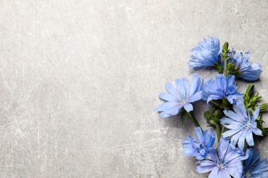 Photo of Beautiful chicory flowers on light grey background, flat lay. Space for text