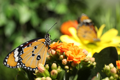Beautiful painted lady butterfly on flower in garden