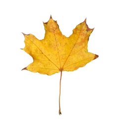 Dry leaf of maple tree isolated on white. Autumn season