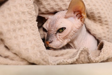 Beautiful Sphynx cat wrapped in soft blanket at home, closeup. Lovely pet