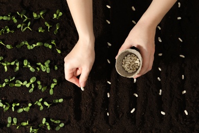 Woman planting white beans into fertile soil, closeup. Vegetable seeds