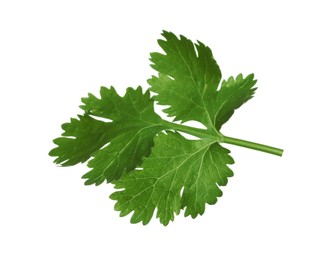 Photo of Fresh green coriander leaves isolated on white