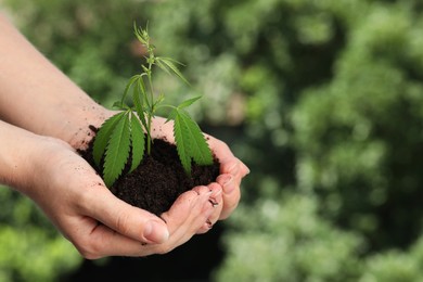 Woman holding green hemp plant in soil outdoors, closeup. Space for text