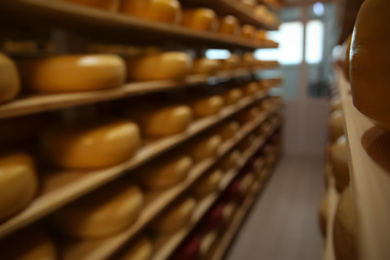 Blurred view of factory warehouse with fresh cheese heads on rack
