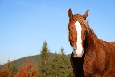 Photo of Brown horse in mountains on sunny day. Beautiful pet