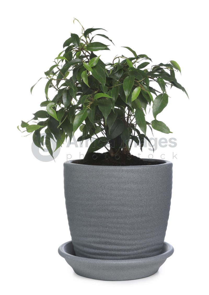 Beautiful Ficus benjamina plant in pot isolated on white. House decor
