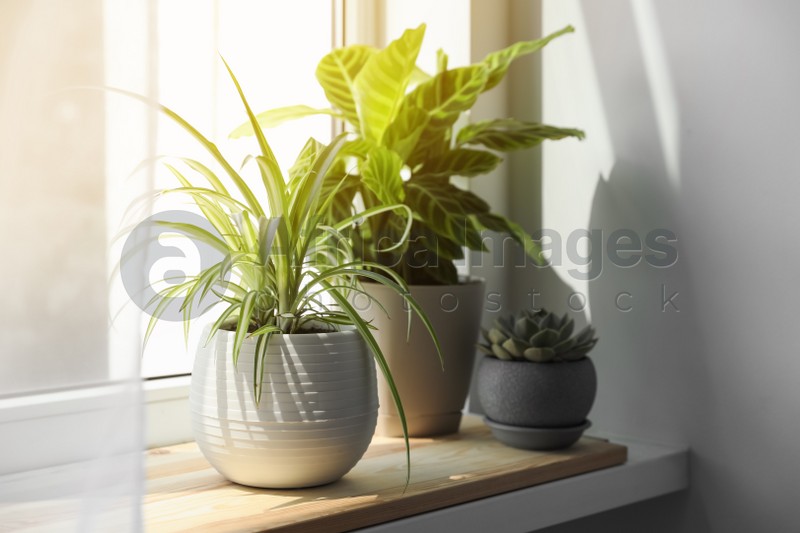 Photo of Different beautiful houseplants on window sill indoors