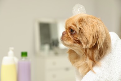 Photo of Cute Pekingese dog with towel and shampoo bubbles on head in bathroom, space for text. Pet hygiene