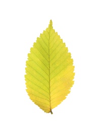 Dry leaf of elm tree isolated on white. Autumn season