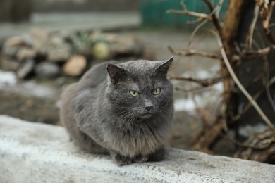Homeless grey cat on city street. Abandoned animal