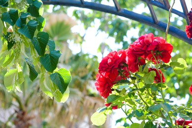 Photo of Beautiful blooming rose bush with red flowers outdoors on sunny day