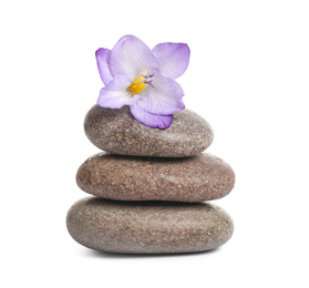 Spa stones and freesia flower isolated on white