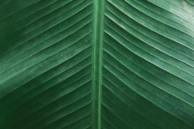Photo of Closeup view of fresh green banana leaf as background