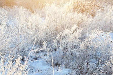 Dry plants covered with hoarfrost outdoors on winter morning