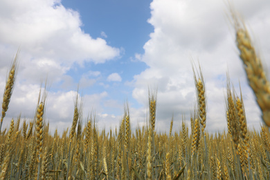 Agricultural field with ripening cereal crop under cloudy sky, closeup view