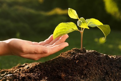 Photo of Woman taking care of beautiful green seedling in soil outdoors, closeup. Planting tree