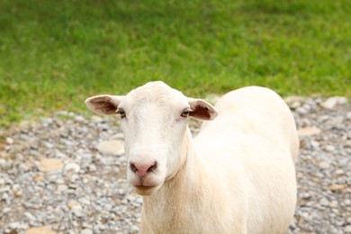 Photo of Beautiful white sheep in safari park on summer day