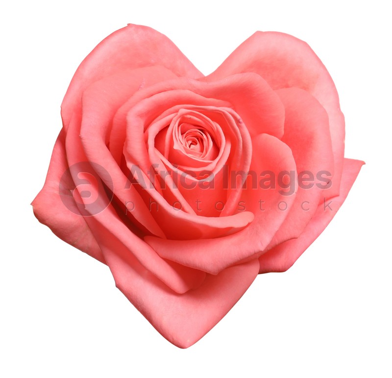 Beautiful pink rose in shape of heart on white background