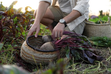 Man harvesting fresh ripe beets on farm, closeup