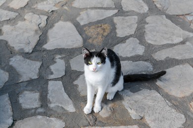 Lonely stray cat on stone surface outdoors. Homeless pet