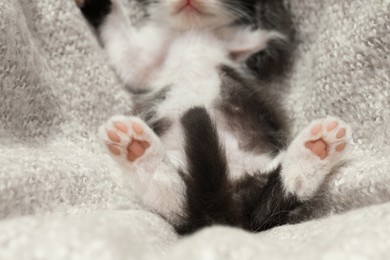 Cute baby kitten with funny tail sleeping on cozy blanket, closeup