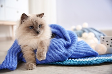 Photo of Cute cat wrapped in knitted sweater lying on floor at home. Warm and cozy winter
