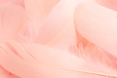 Many beautiful pink feathers as background, closeup