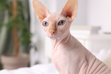 Photo of Cute Sphynx cat at home, closeup. Lovely pet