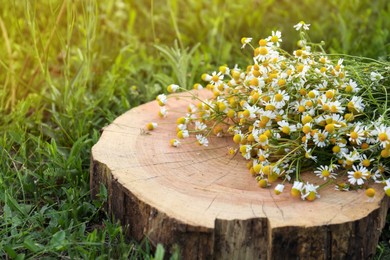 Beautiful bouquet of chamomiles on stump outdoors, closeup
