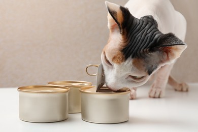 Cute Sphynx cat eating wet food from can on white table, closeup