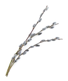 Beautiful blooming pussy willow branches on white background, top view