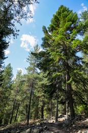 Beautiful conifer trees growing in mountain forest