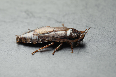 Brown cockroach on light grey stone background, closeup. Pest control