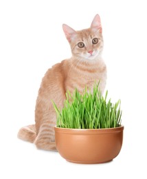 Adorable cat and ceramic pot with fresh green grass on white background